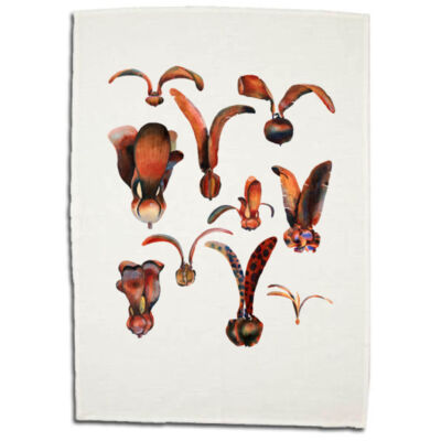 dipterocarp fruits dipterocarp fruits Thumbnail