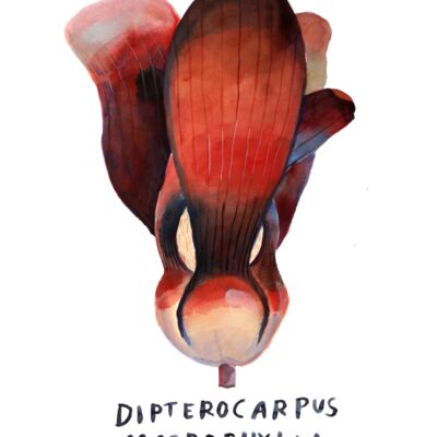 macrophylla2 Thumbnail