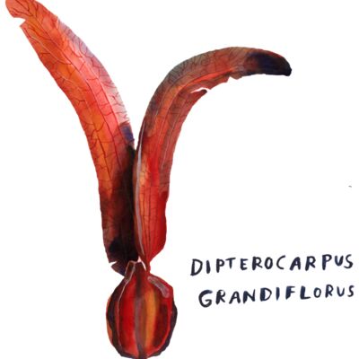 grandiforus2 Thumbnail