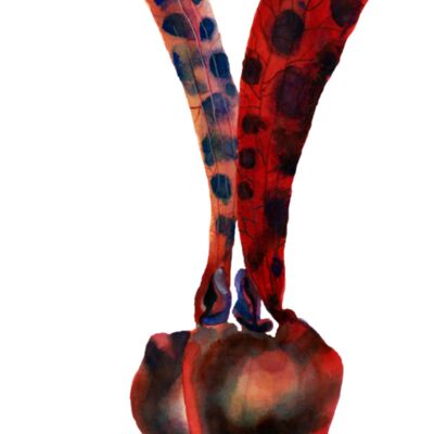 dipterocarpus alatuswith Text Thumbnail