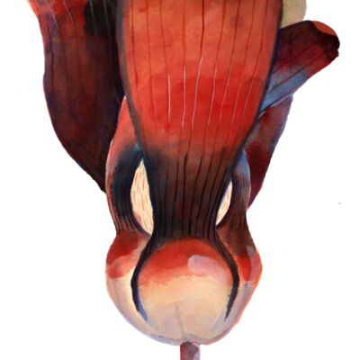 macrophylla2 Final Thumbnail