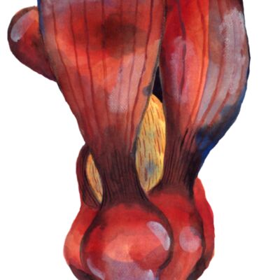 Shorea macrophylla 3  Thumbnail