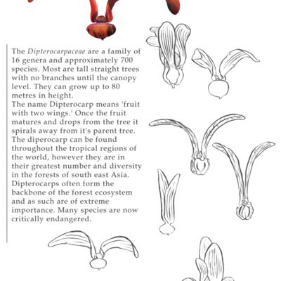 text for back of t4 Thumbnail