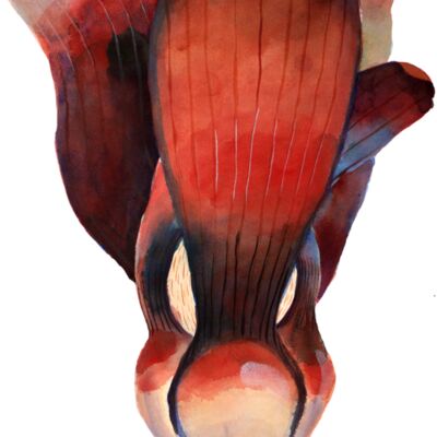 macrophylla2 2 correct text smaller text Thumbnail