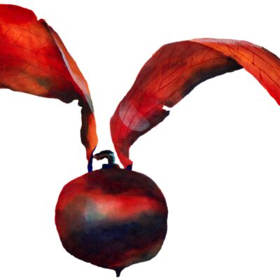 kerii 2 no text Thumbnail