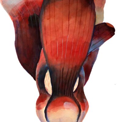 macrophylla2 Final noText Thumbnail