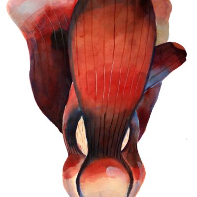 macrophylla2 Final big no text Thumbnail